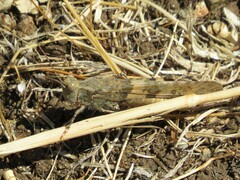 Trimerotropis pallidipennis