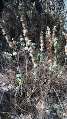 Pseudodictamnus hirsutus