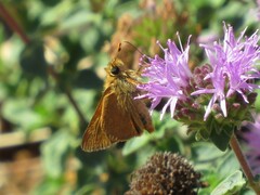 Ochlodes sylvanoides