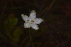 Parnassia grandifolia