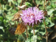 Ochlodes sylvanoides