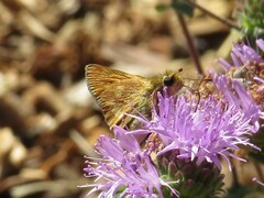 Ochlodes sylvanoides