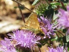 Ochlodes sylvanoides