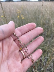 Panicum hallii