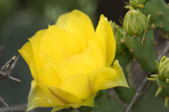 Opuntia engelmannii