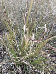 Panicum hallii