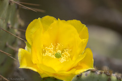 Opuntia engelmannii
