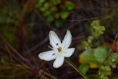 Parnassia grandifolia