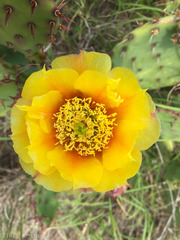 Opuntia engelmannii
