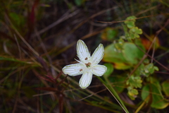 Parnassia grandifolia