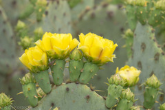 Opuntia engelmannii