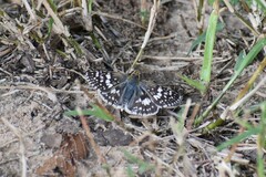 Burnsius communis