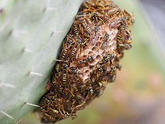 Polistes gallicus