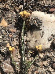 Helichrysum anomalum