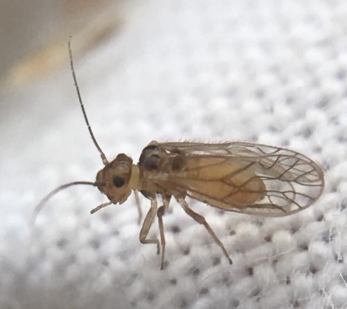 Kolbia quisquiliarum