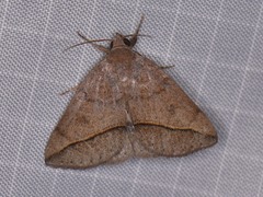 Argyrostrotis flavistriaria