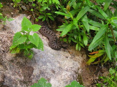 Crotalus pricei