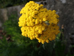 Achillea ageratum