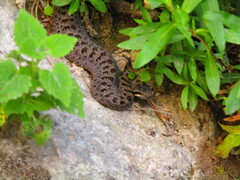 Crotalus pricei