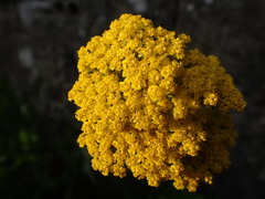 Achillea ageratum