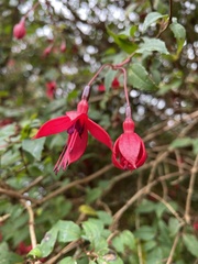 Fuchsia
