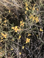 Helichrysum anomalum