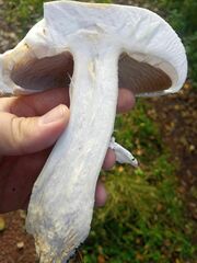 Agaricus urinascens