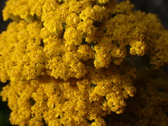 Achillea ageratum