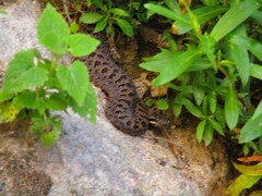 Crotalus pricei