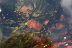 Aplidium kottae