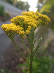 Achillea ageratum