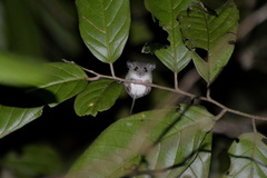 Chiropodomys gliroides