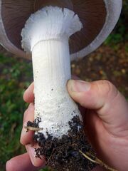 Agaricus urinascens