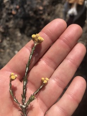 Helichrysum anomalum