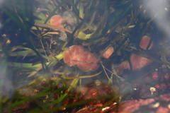 Aplidium kottae