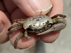 Minuca longisignalis