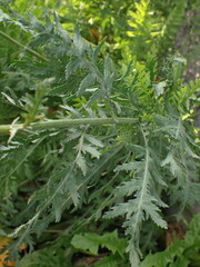 Achillea ageratum