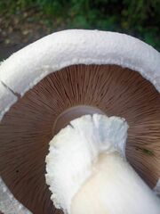 Agaricus urinascens