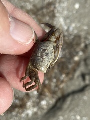 Minuca longisignalis