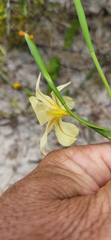 Moraea bulbillifera