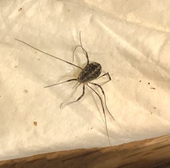 Opilio saxatilis