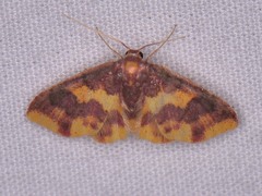 Lophosis labeculata