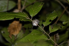Chiropodomys gliroides