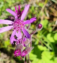 Senecio speciosus