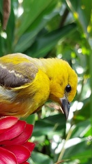 Icterus nigrogularis