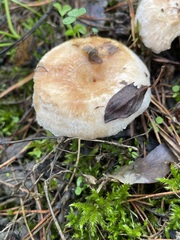 Lactarius torminosus