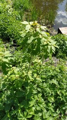 Acer negundo
