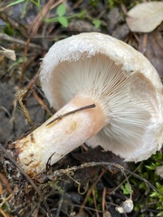 Lactarius torminosus