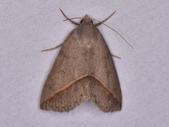 Argyrostrotis flavistriaria
