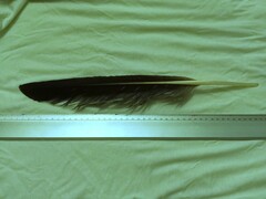 Pelecanus onocrotalus